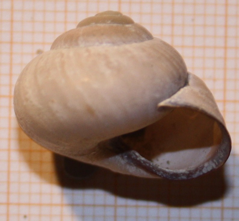 Cepaea nemoralis?